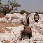 Cameroun – Commercialisation du coton : Des chiffres satisfaisants dans le Septentrion en 2021.