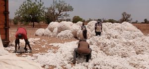 Cameroun – Commercialisation du coton : Des chiffres satisfaisants dans le Septentrion en 2021.