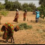 Désertification et Sècheresse : Plus de 50 000 décès enregistrés chaque année