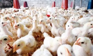 Cameroun – Production animale : Le ministre Taïga au chevet des éleveurs de la région de l&rsquo;Ouest.