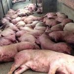 Cameroun – Peste porcine : La vente de la viande de porc interdite dans la région de l’Ouest.