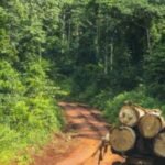 Cameroun – Classement de la forêt d’Ébo dans le domaine privé de l’État : Le patriarche Banen François Ndjock Balock se déchaîne.