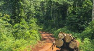 Cameroun – Classement de la forêt d&rsquo;Ébo dans le domaine privé de l&rsquo;État : Le patriarche Banen François Ndjock Balock se déchaîne.