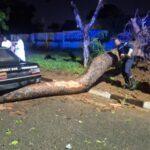 Cameroun – Violente tempête à Garoua : La 301ème compagnie d&rsquo;incendie dégage la chaussée après la chute d&rsquo;un arbre.