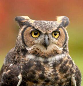 Cameroun – Psychose à l&rsquo;Assemblée Nationale : La présence d&rsquo;une Chouette paralyse l&rsquo;hémicycle à Yaoundé.