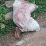 Cameroun – Guider : Le corps d&rsquo;un jeune conducteur de moto-taxi retrouvé emballé dans un sac.