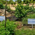 Tchad : Chocs climatiques : Restauration des écosystèmes à Zabout.