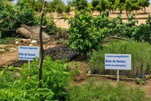 Tchad : Chocs climatiques : Restauration des écosystèmes à Zabout.